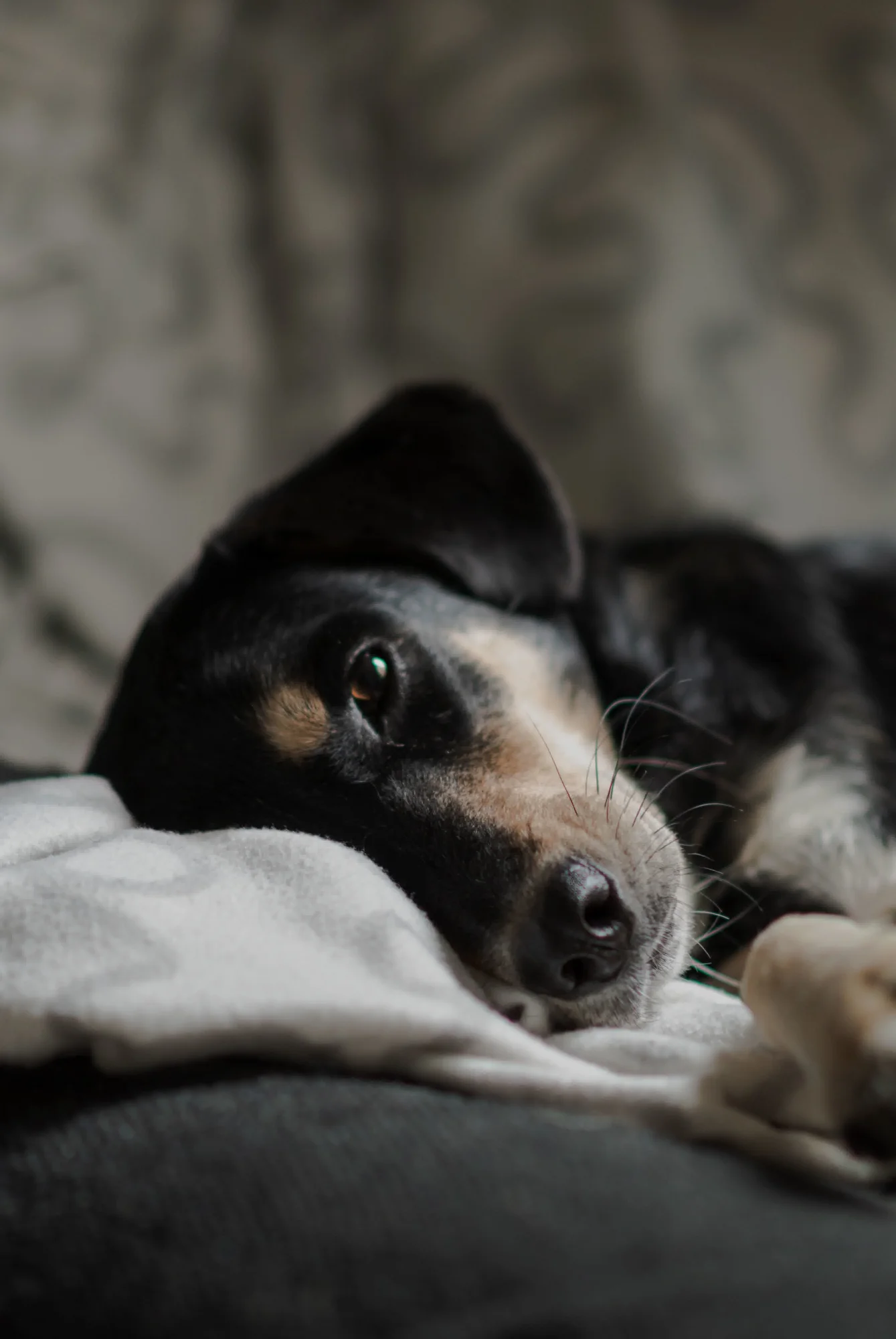 plano funerário para cachorro